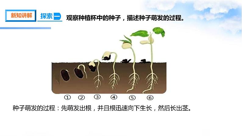 1.3种子长出了根 课件第7页