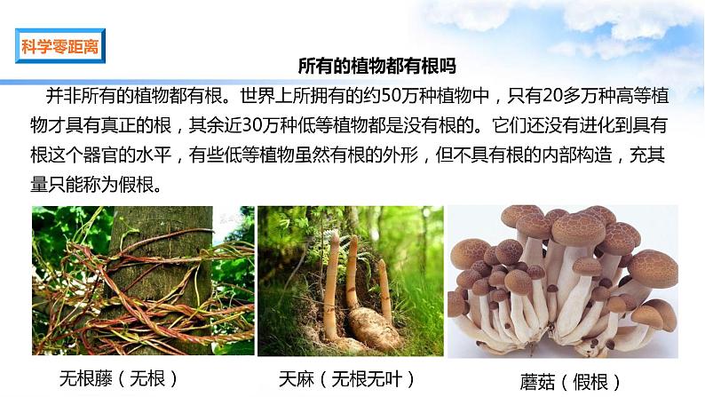 1.3种子长出了根 课件第8页