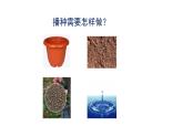 教科版四年级科学下册2《种植凤仙花》教学课件