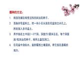 教科版四年级科学下册2《种植凤仙花》教学课件