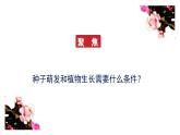 教科版四年级科学下册2《种植凤仙花》教学课件