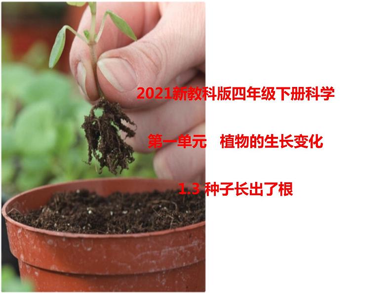 四年级下册科学（课件+音频） 1.3种子长出了根  教科版01