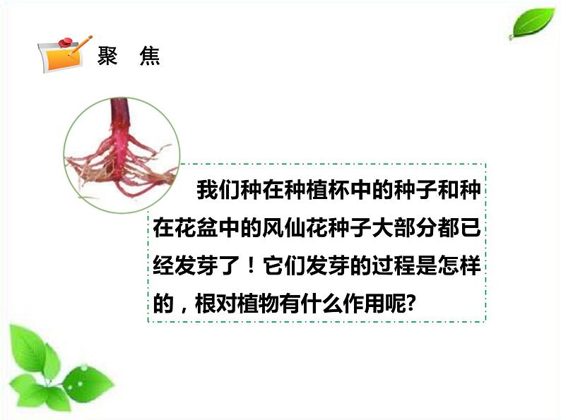 四年级下册科学（课件+音频） 1.3种子长出了根  教科版02