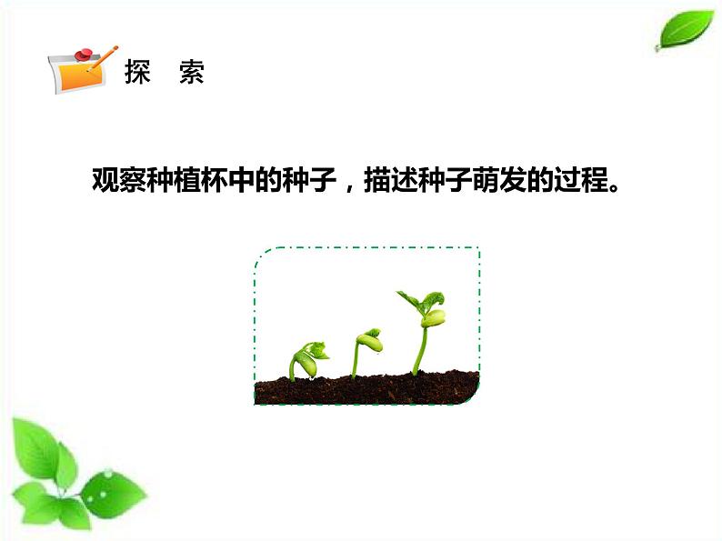 四年级下册科学（课件+音频） 1.3种子长出了根  教科版03