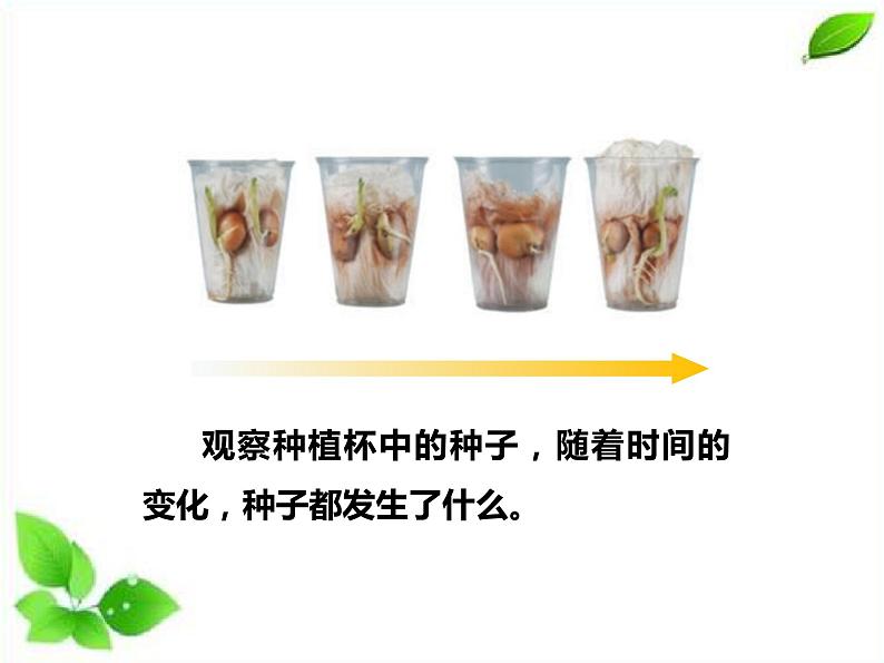四年级下册科学（课件+音频） 1.3种子长出了根  教科版04