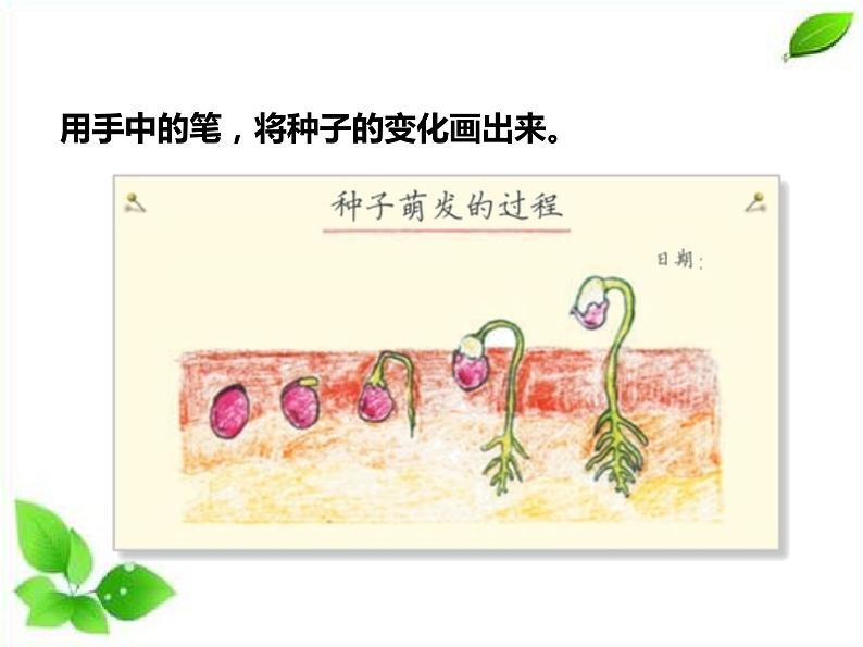 四年级下册科学（课件+音频） 1.3种子长出了根  教科版05