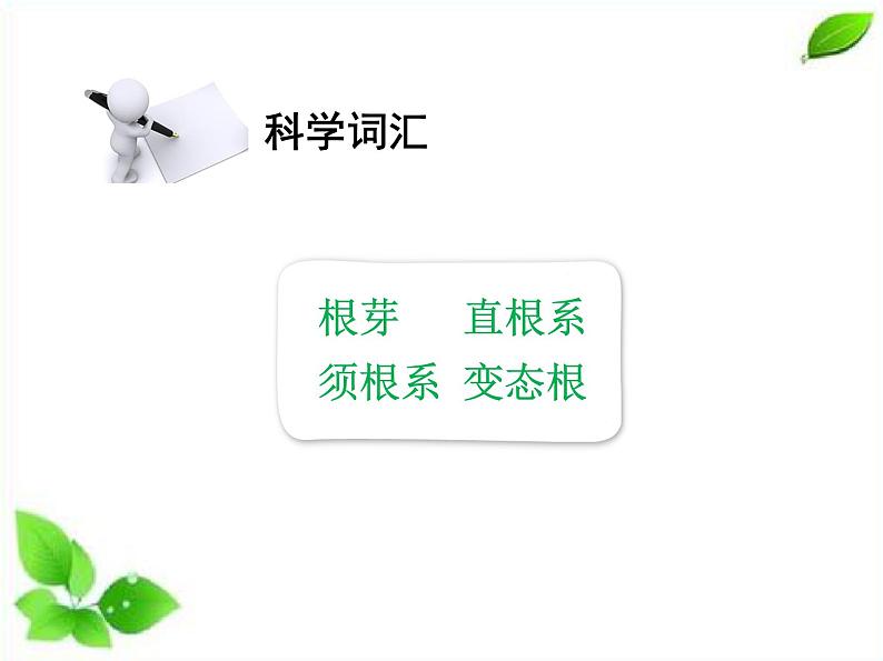 四年级下册科学（课件+音频） 1.3种子长出了根  教科版07