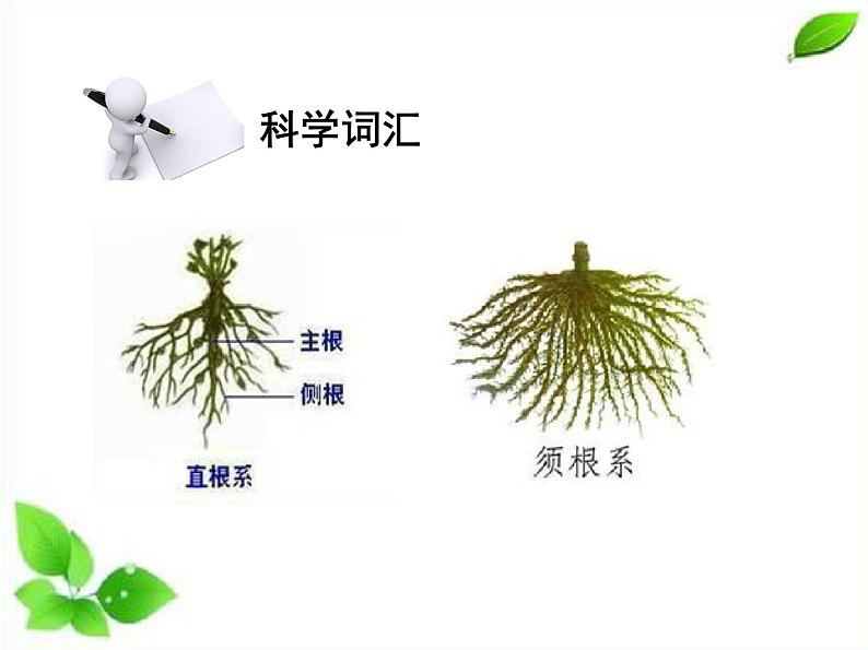 四年级下册科学（课件+音频） 1.3种子长出了根  教科版08