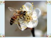 冀人版三年级下册科学10蜜蜂传粉课件