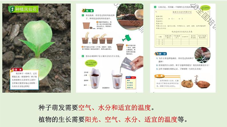 教科版四年级下册第一单元《植物的生长变化》单元整理复习课件04