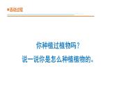 青島版四年級(jí)下冊(cè)科學(xué)12《種辣椒》教學(xué)課件