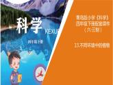 青島版四年級下冊科學(xué)13《不同環(huán)境中的植物》教學(xué)課件