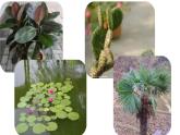 青島版四年級下冊科學(xué)13《不同環(huán)境中的植物》教學(xué)課件