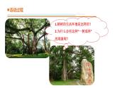 青島版四年級下冊科學(xué)13《不同環(huán)境中的植物》教學(xué)課件