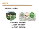 青島版四年級下冊科學(xué)13《不同環(huán)境中的植物》教學(xué)課件