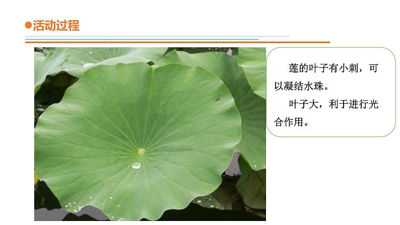 青岛版四年级下册科学13《不同环境中的植物》教学课件06