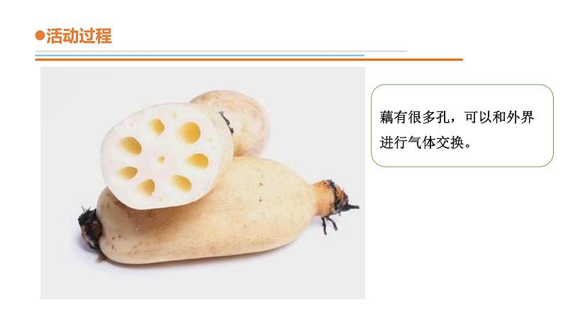 青岛版四年级下册科学13《不同环境中的植物》教学课件07