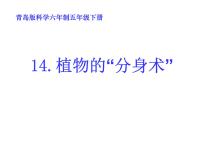 小学科学青岛版 (六三制)五年级下册第三单元 生物的生长与繁殖14. 植物的“分身术”教学ppt课件