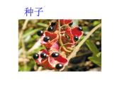青岛版五年级下册科学14.植物的“分身术”教学课件