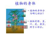 青岛版五年级下册科学14.植物的“分身术”教学课件