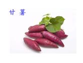 青岛版五年级下册科学14.植物的“分身术”教学课件