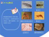 3.2《化石告诉我们什么》PPT课件