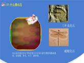 3.2《化石告诉我们什么》PPT课件