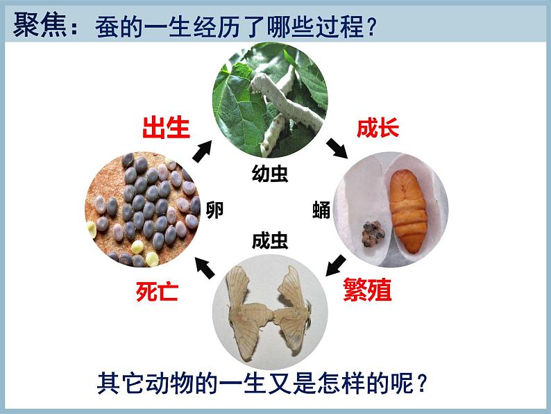 三年级下册科学课件第二单元第8课动物的一生教科版02