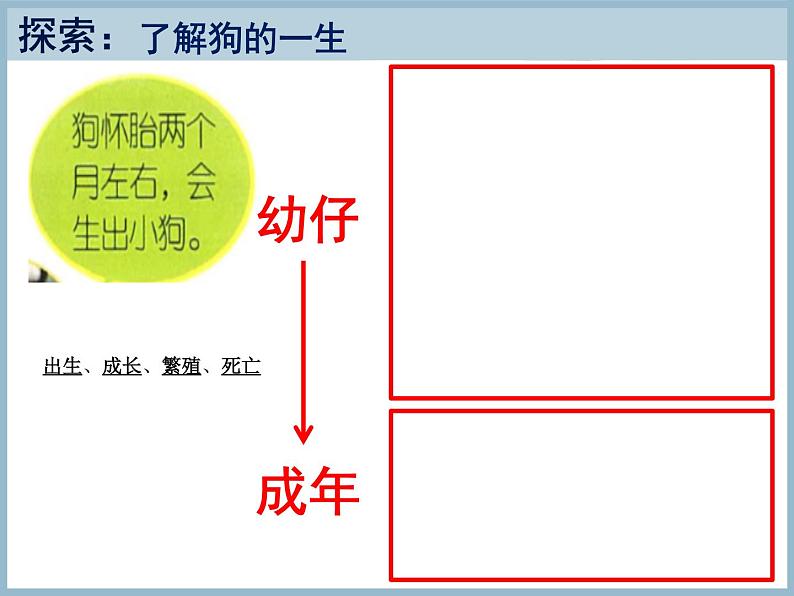 三年级下册科学课件第二单元第8课动物的一生教科版07