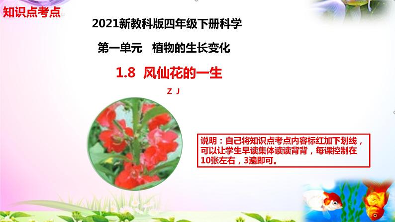 新教科版四年级科学下册1.8《风仙花的一生》知识点考点01