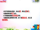 教科版四年级科学下册 1.3《种子长出了根》知识点考点