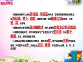 教科版四年级科学下册 1.3《种子长出了根》知识点考点