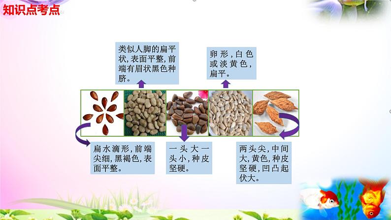 教科版四年级科学下册 1.1《种子里孕育着新生命》知识点考点07