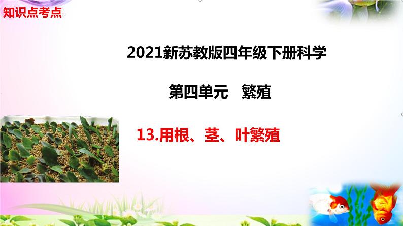 新苏教版四年级科学下册 13.《用根、茎、叶繁殖》知识点考点复习课件01