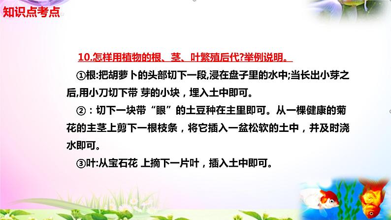 新苏教版四年级科学下册 13.《用根、茎、叶繁殖》知识点考点复习课件05