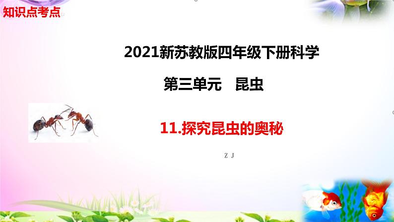 新苏教版四年级科学下册 11.《探究昆虫的奥秘》知识点考点复习课件01