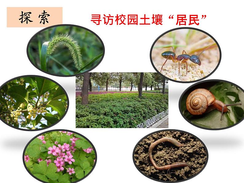 1.2土壤—动植物的乐园课件+素材+教案05