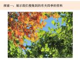 1.6《不同的季節(jié)》課件+教案