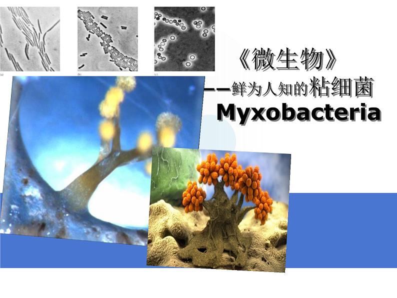 首师大版小学科学六年级下册课件 3微生物（20张PPT）01