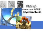 首师大版小学科学六年级下册课件 3微生物（20张PPT）