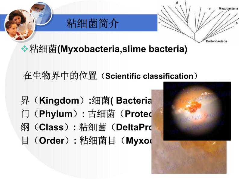 首师大版小学科学六年级下册课件 3微生物（20张PPT）03