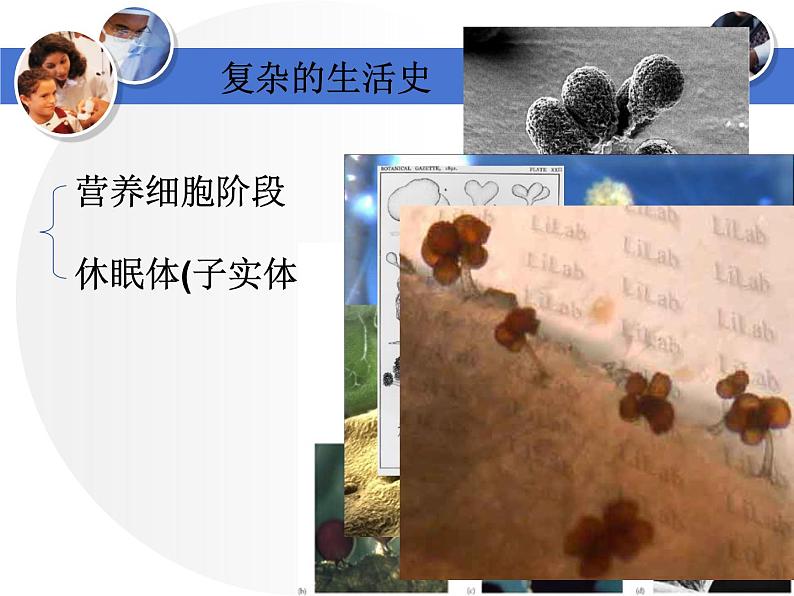 首师大版小学科学六年级下册课件 3微生物（20张PPT）08