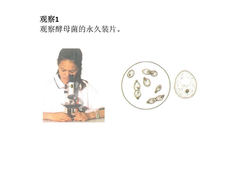 首师大版小学科学六年级下册课件 3微生物(共11张PPT)02