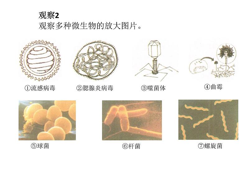 首师大版小学科学六年级下册课件 3微生物(共11张PPT)04