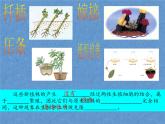首师大版小学科学六年级下册课件 16克隆技术(共15张PPT)