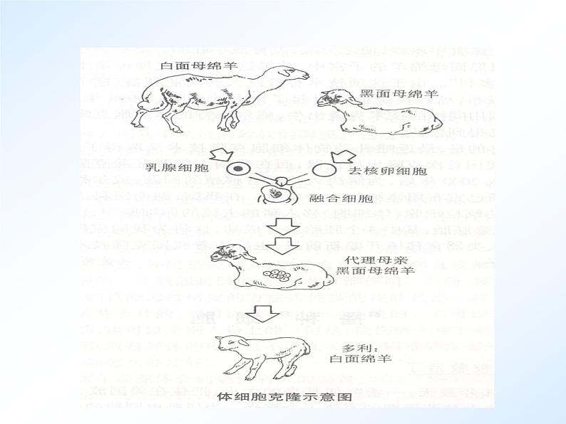 首师大版小学科学六年级下册课件 16克隆技术(共20张PPT)05