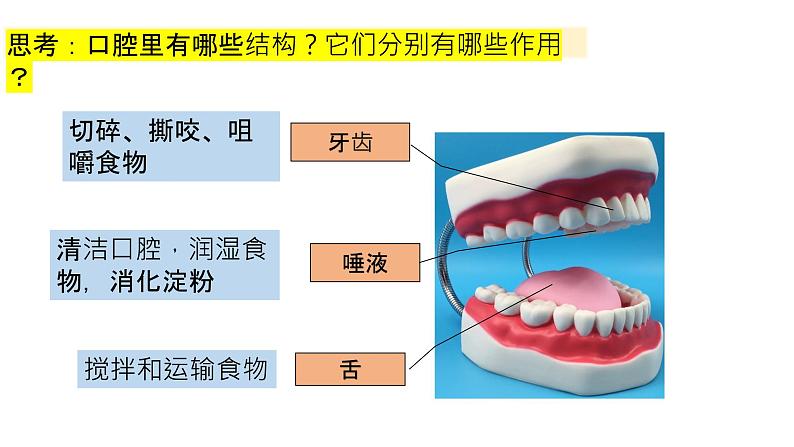 2.7 食物在口腔里的变化 课件08