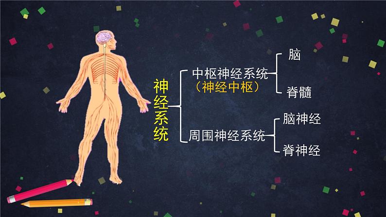 4.5 身体的“联络员“ 课件+教学设计+任务单+练习题06