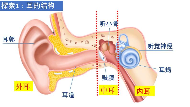 1.4 我们是怎样听到声音的 课件03