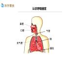 2.1 感受我们的呼吸 课件
